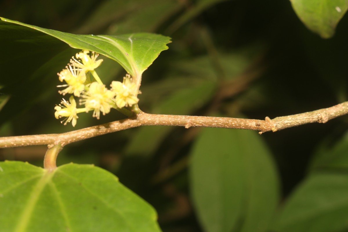 Flacourtia inermis Roxb.